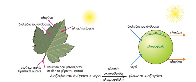Εικόνα επιλογής